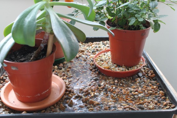 How and When to Use a Pebble Tray For Houseplants