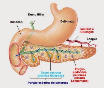 A pancreas diabetes kezelési elvei = The principles of the treatment of pancreatic diabetes