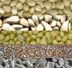 Makanan yang Sebaiknya Dihindari untuk Merpati