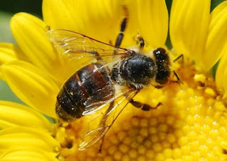 close up of a honey bee on a bright yellow flower