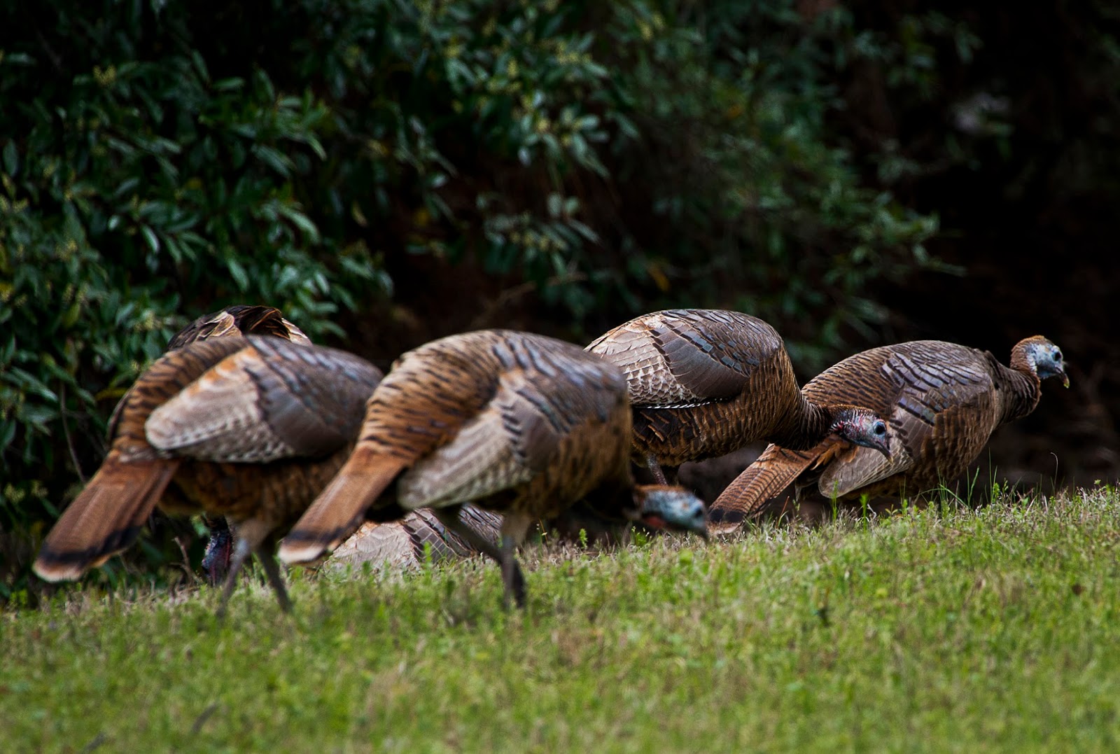 Ep. 42 Talking Turkey by Dueling DialogueThis Year's Biggest Turkeys