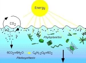 Produktivitas Primer merupakan kecepatan organisme autotrof menjdai produsen merubah energ Pengertian Produktivitas Primer