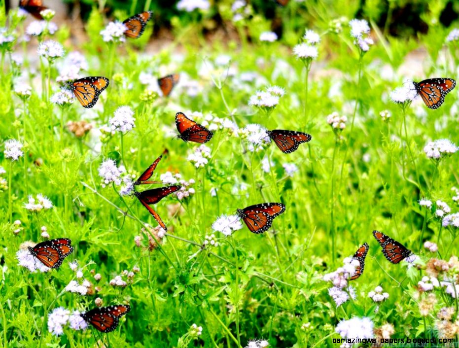 Real Spring Flowers And Butterflies Wallpaper