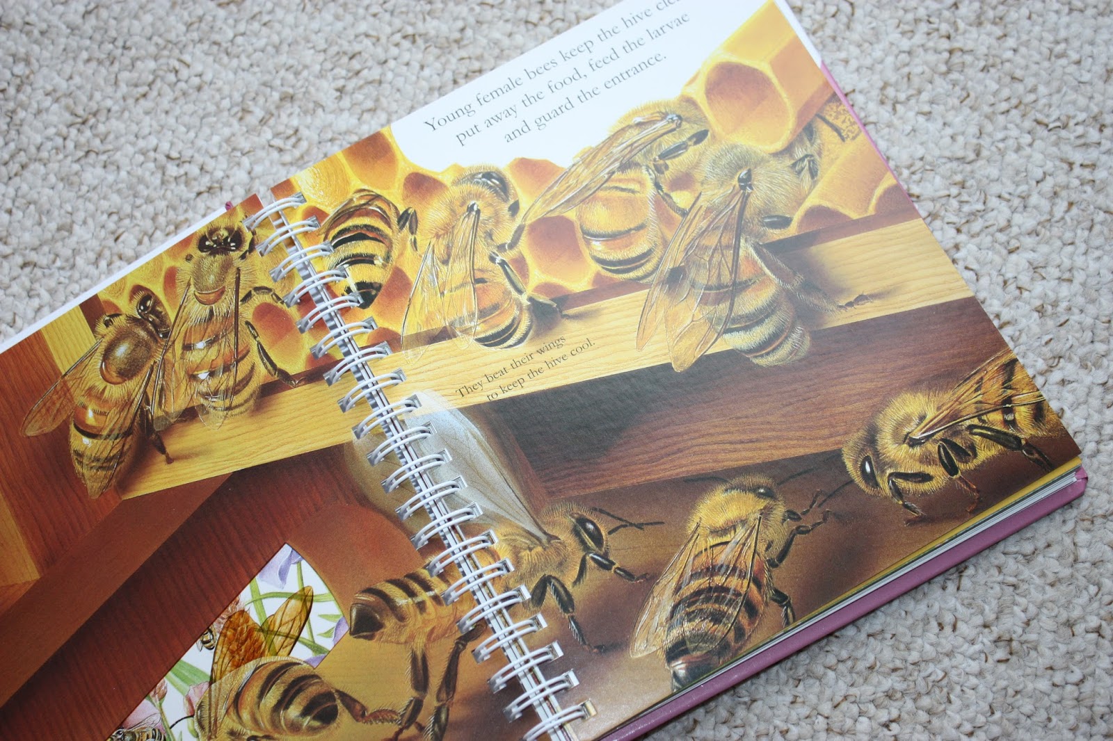 mellow-mummy-children-s-book-review-the-bee-taking-life-as-it