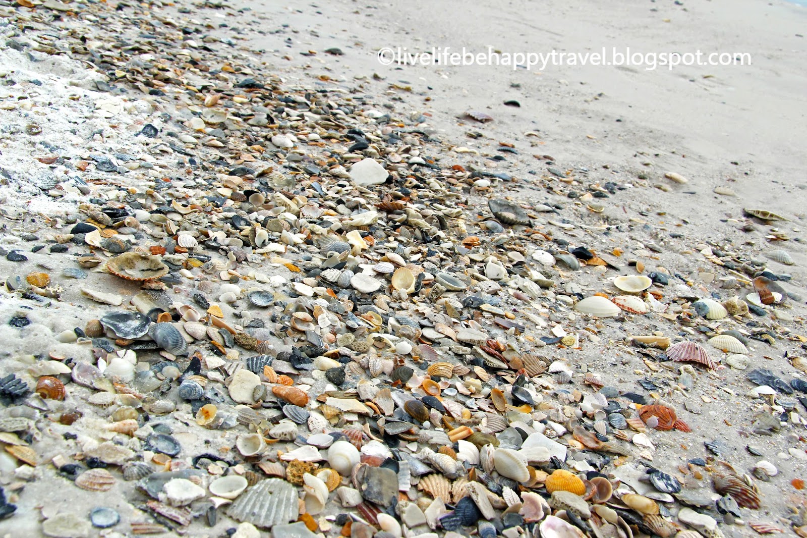 Live Life Be Happy Top 15 Beaches in Florida to Find Shells