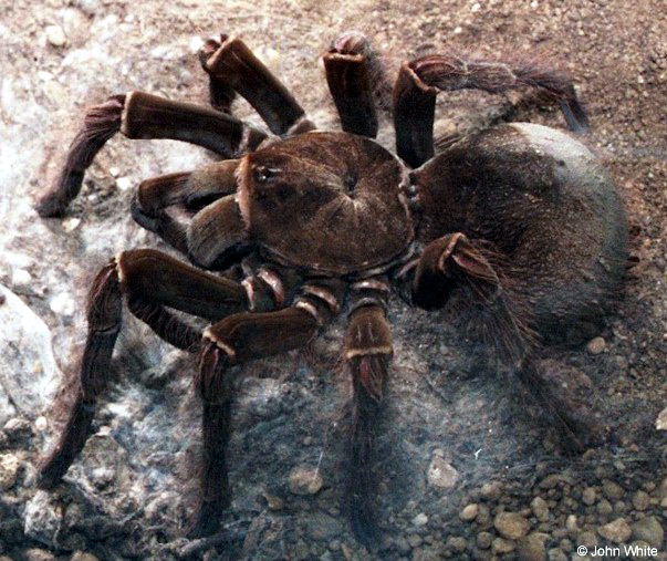 The Biggest Spider In The World