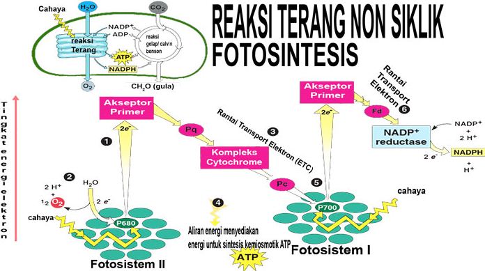 Perhatikan Bagan Reaksi Terang Fotosintesis Berikut Ini Bagian A Dan B Secara Berurutan Adalah Blog Pak Pandani