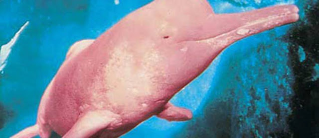 lumba-lumba albino yang sangat langka-11