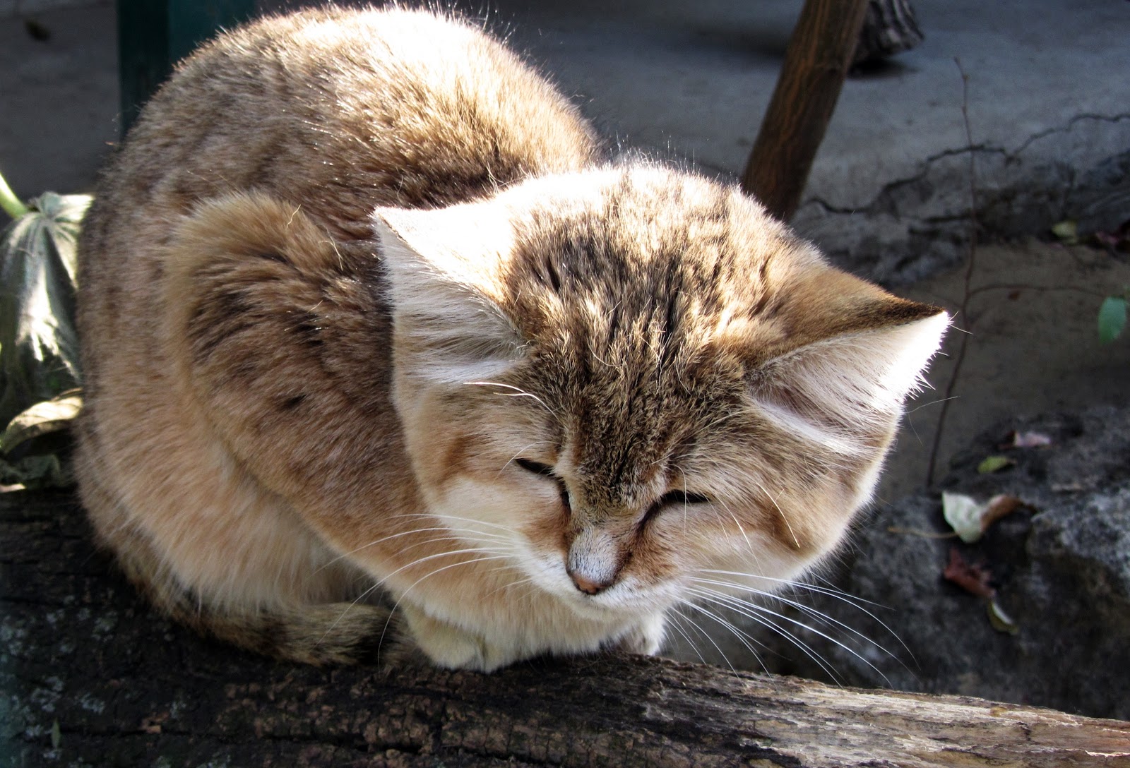 ニコラエフ動物園の踞っている砂猫