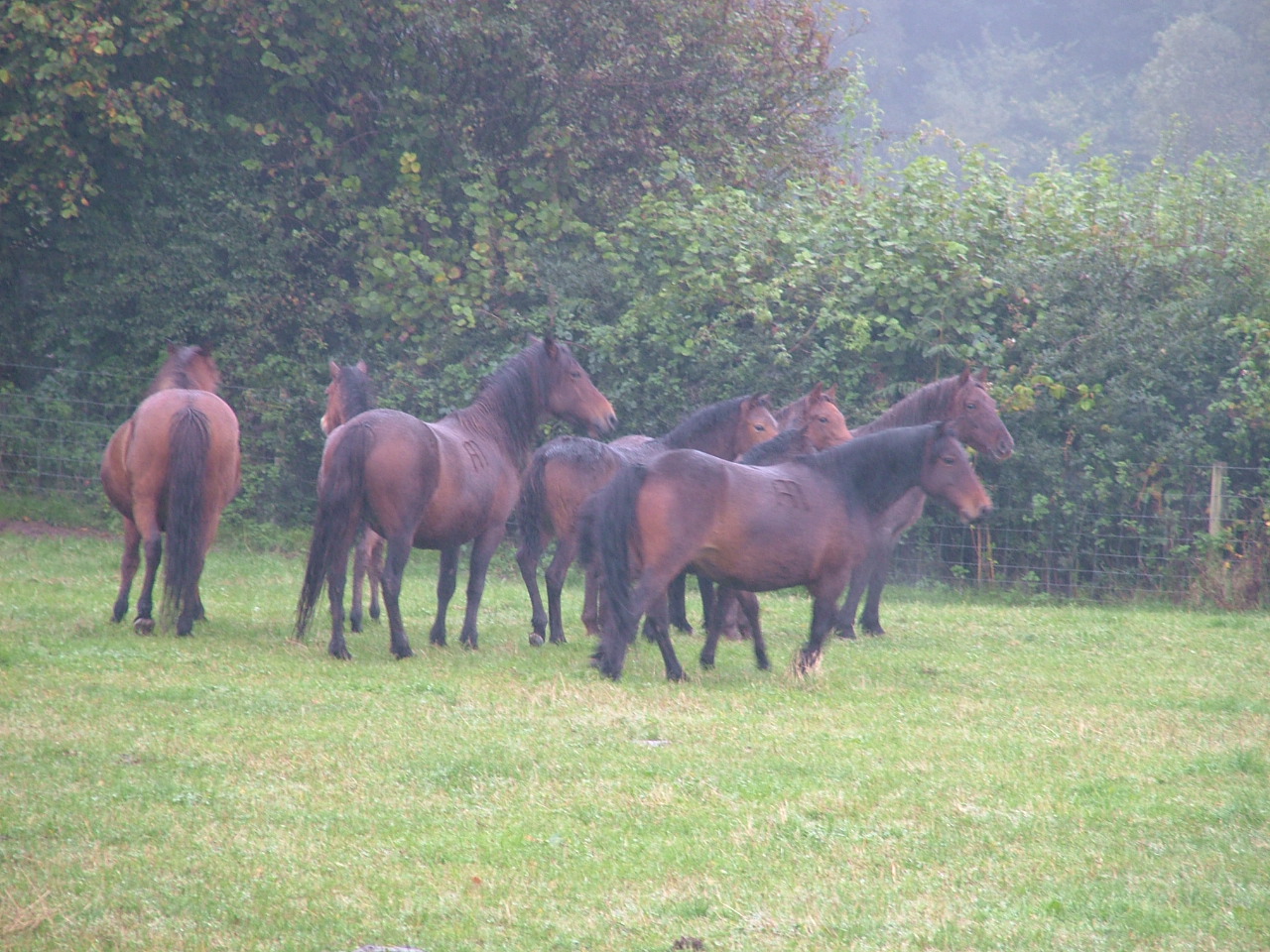 Dartmoor Pony Training Centre Rehoming Blog October 2012