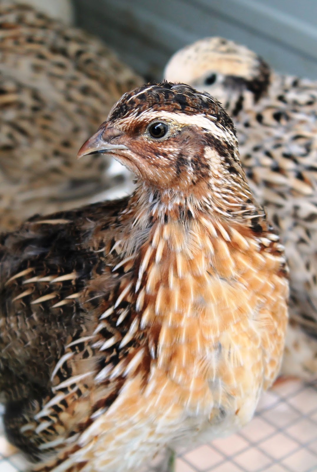 Illawarra Quail Pet Quail