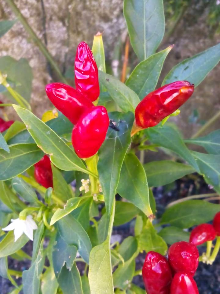 vegan chef portugal PICA, PICA...