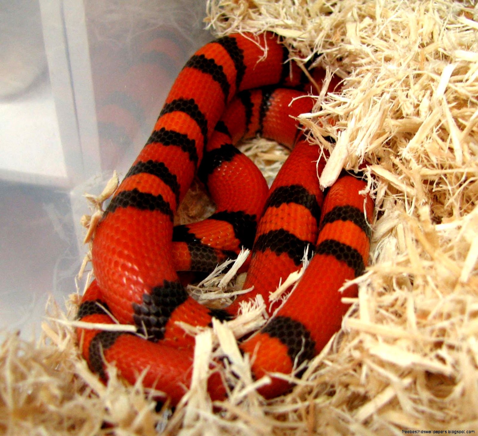 Hypo Honduran Milk Snake