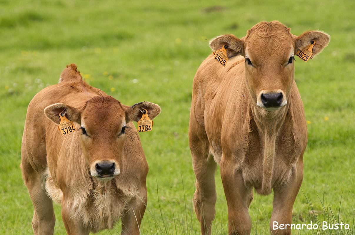 RÍA DE LA VILLA Asturiana de los valles RÍA DE LA VILLA Asturiana de los valles