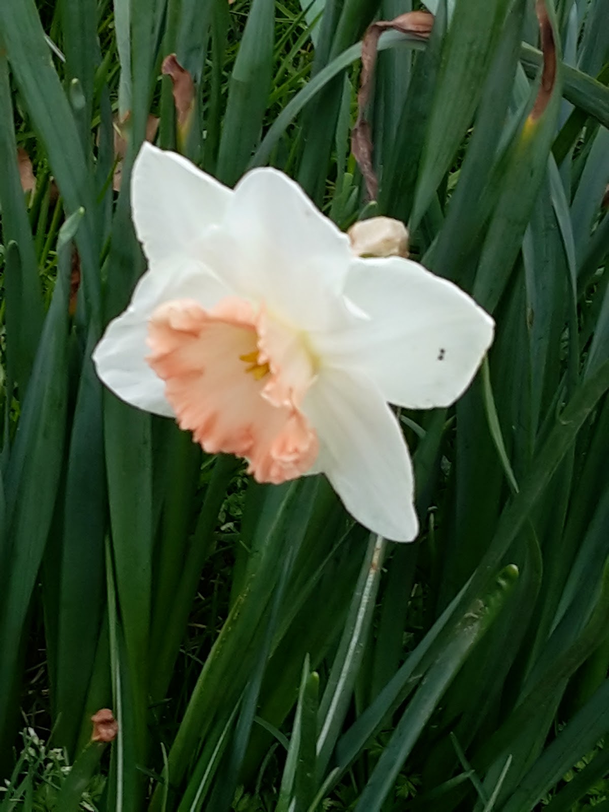 [99+] Image Fleur Narcisse Gratuit Télécharger | Unique PhotoPNG