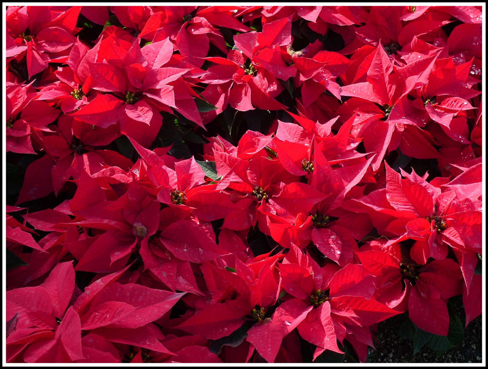 photowannabe CALIFORNIA WINTER FLOWERS