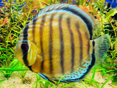 Disco Symphysodon Disco Symphysodon