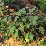 Repalassa medicinal