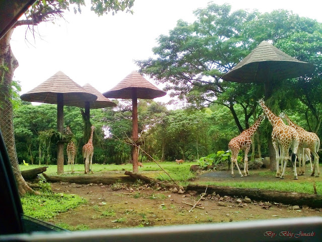 Wisata Jatim,  Begini Ternyata Taman Safari Prigen Indonesia 