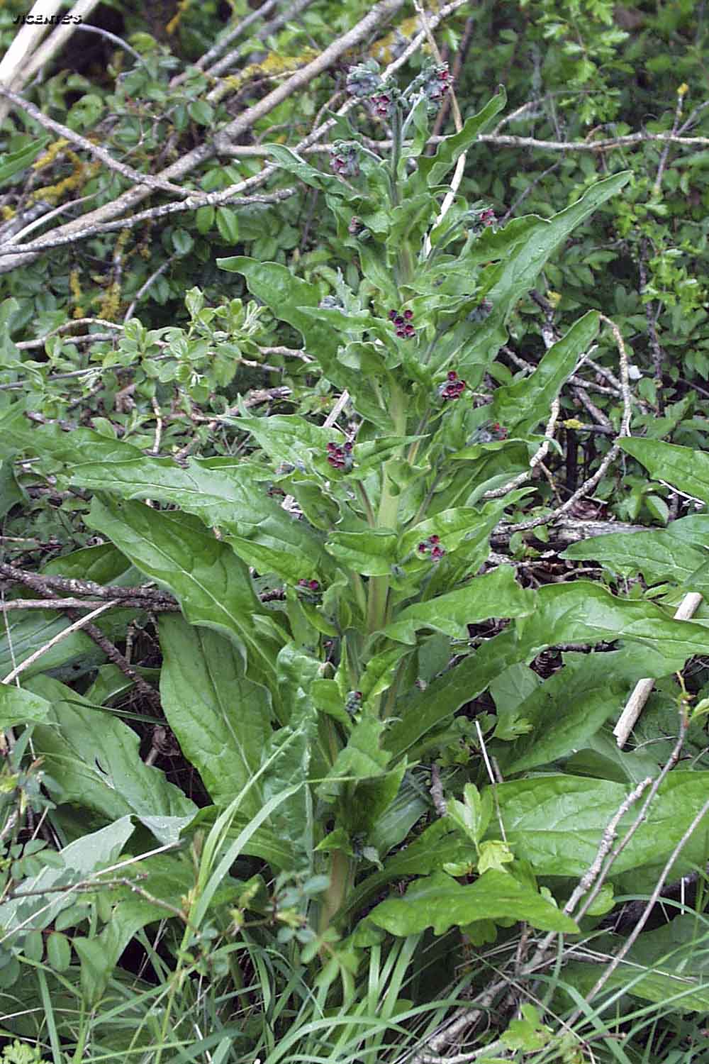 Las flores silvestres de Hormaza: Cynoglossum officinale