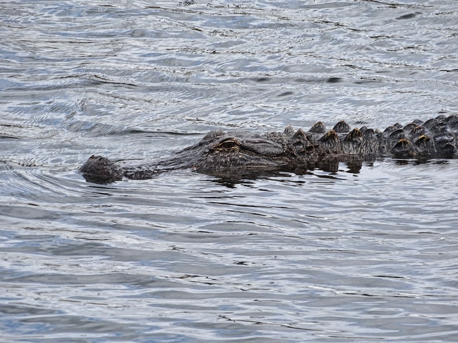 Walking Arizona Alligators all around