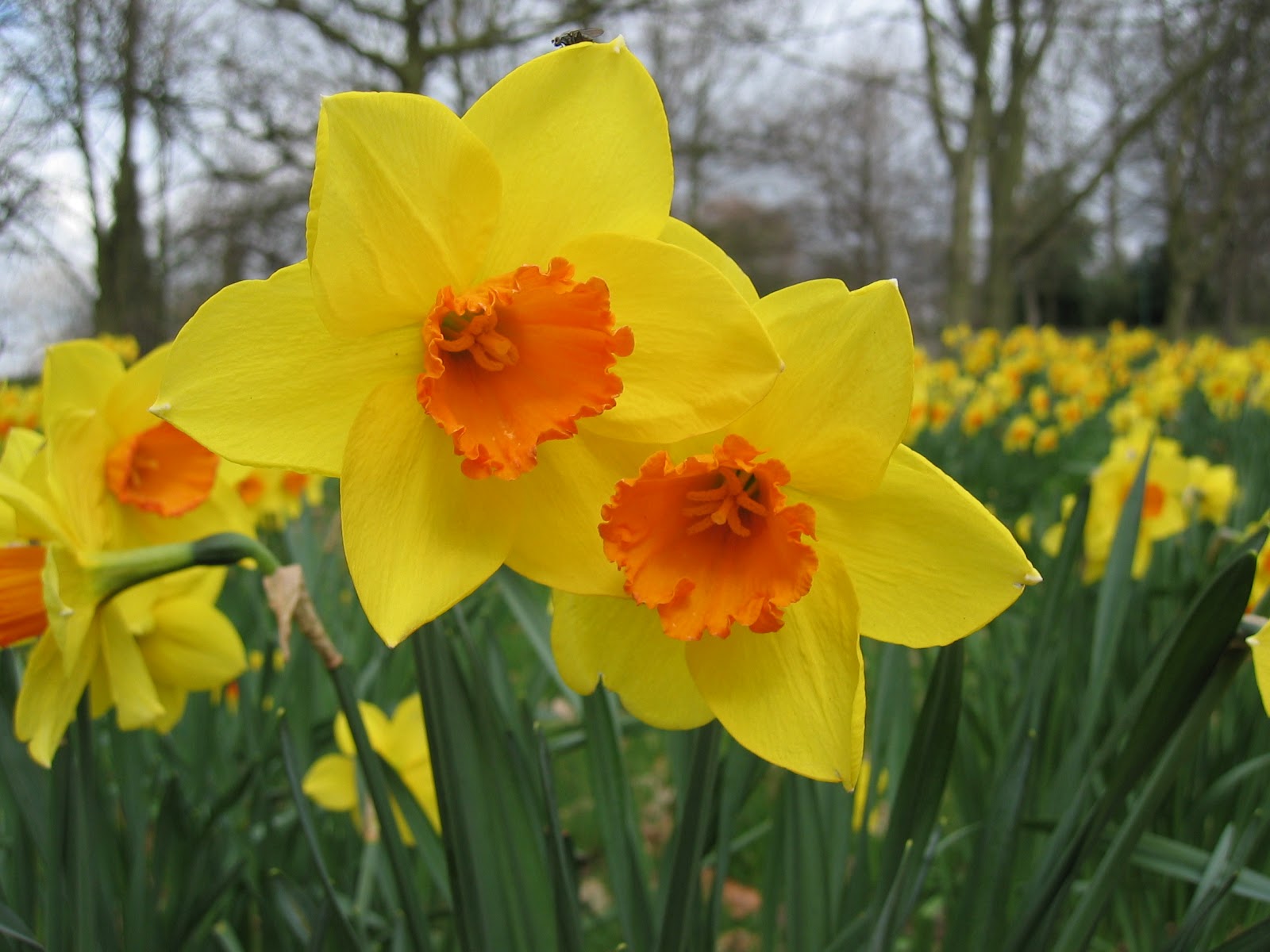 Narcissus Daffodil Flowers