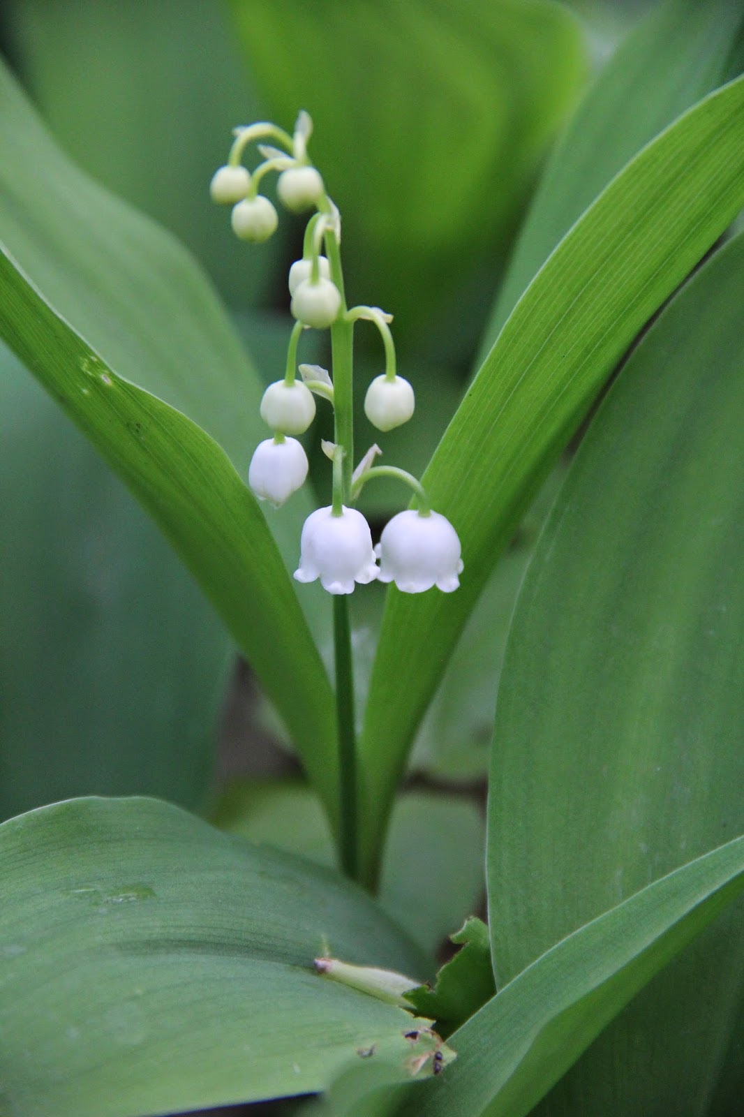 Isabella Conservation District Environmental Education Program