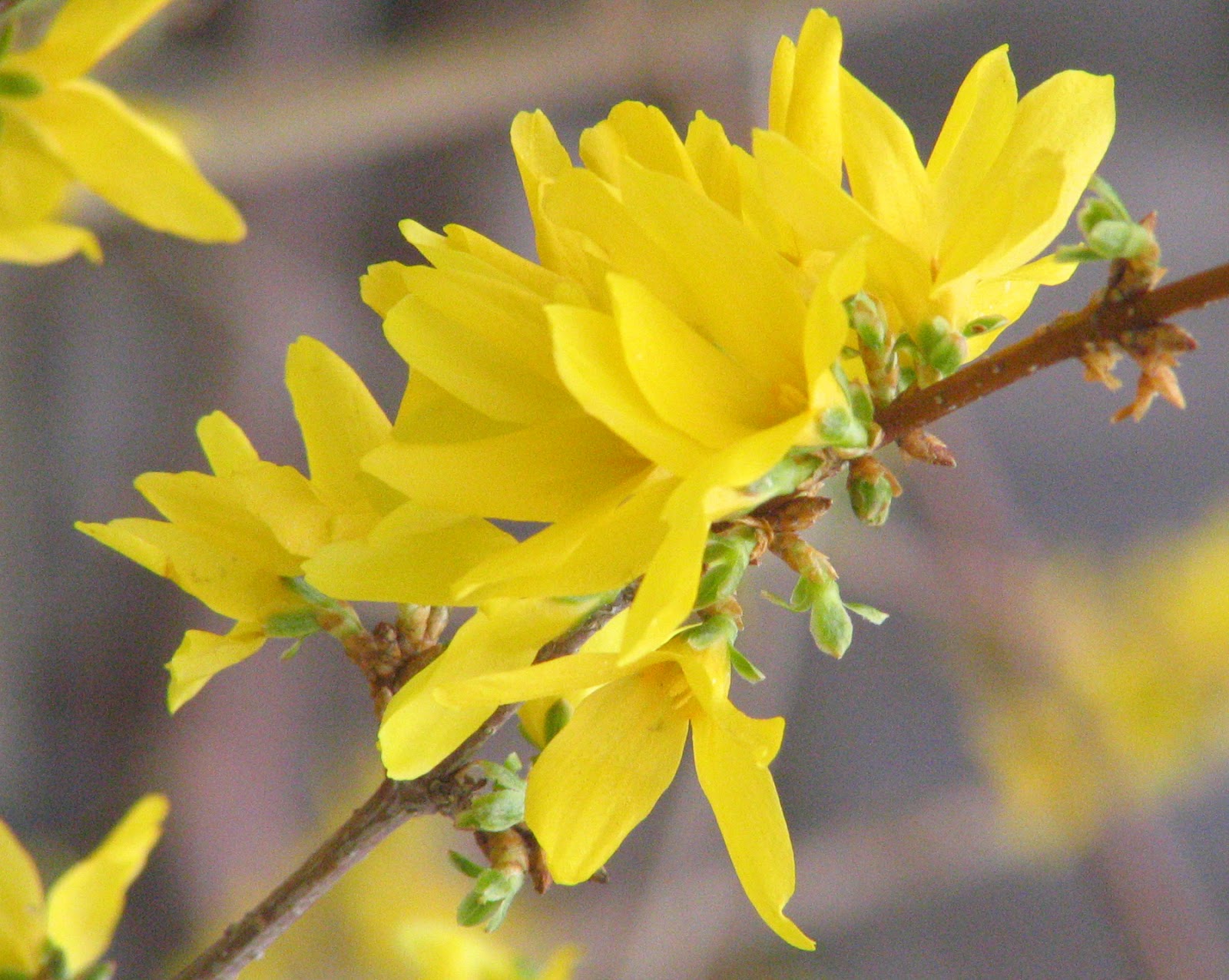 Forsythia Forsythia