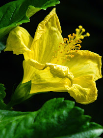 Yellow tropical hibiscus rosa sinensis Centennial Park Conservatory by garden muses-not another Toronto gardening blog