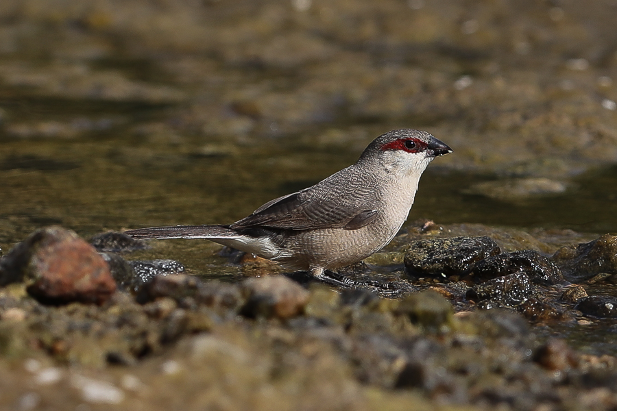 Birds of Saudi Arabia: Arabian Waxbill