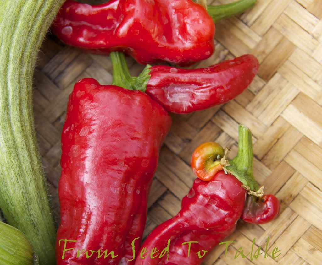 From Seed To Table Harvest Monday September 16, 2013