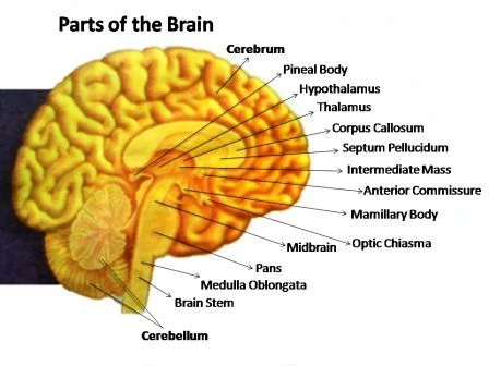 picture of parts of the brain