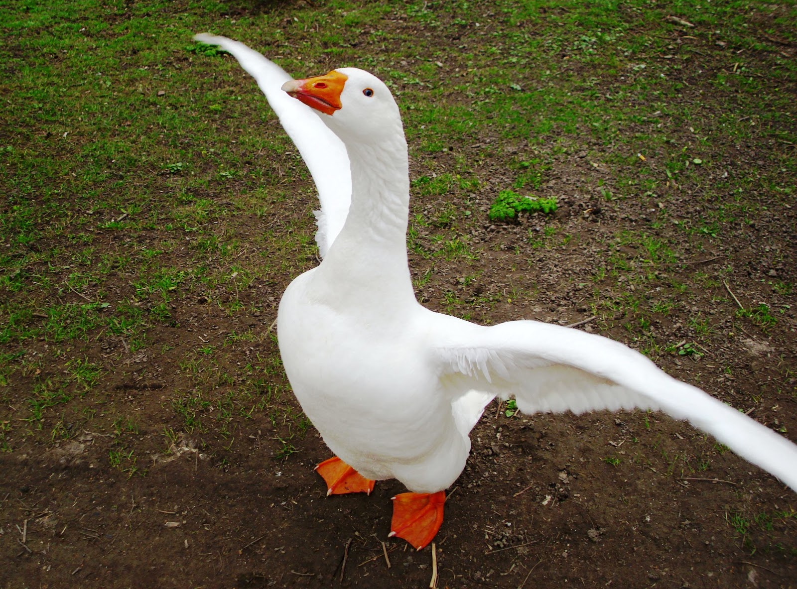 Tussen droom en werkelijkheid: Witte gans