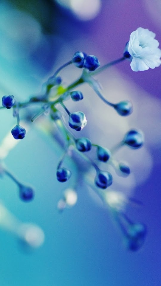 Cyan Flowers Close-up  Android Best Wallpaper