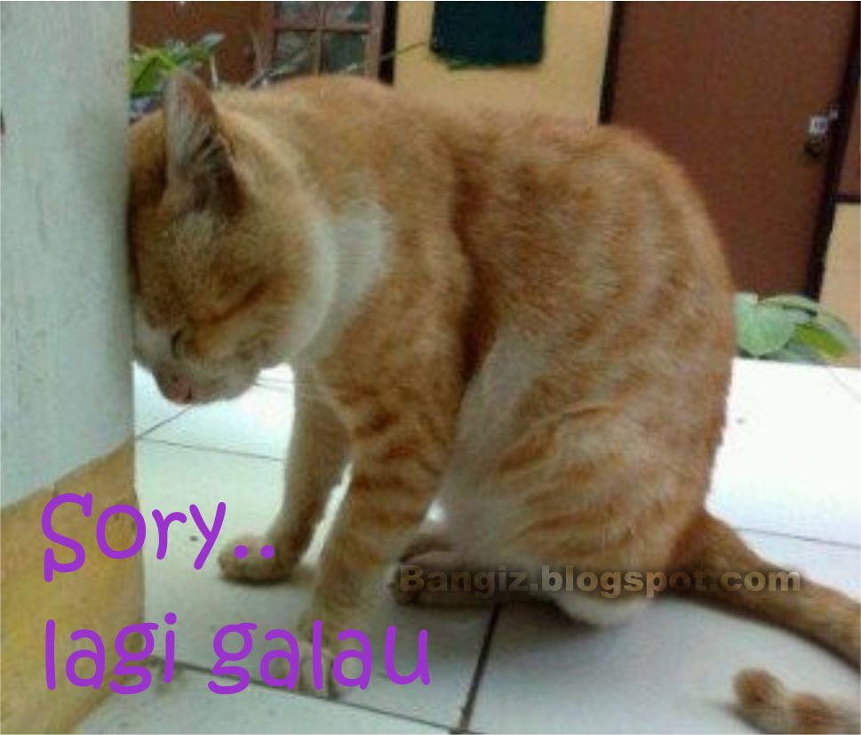 21 Wallpaper Gambar Kucing Kata Bangiz Lucu Terbaru Download