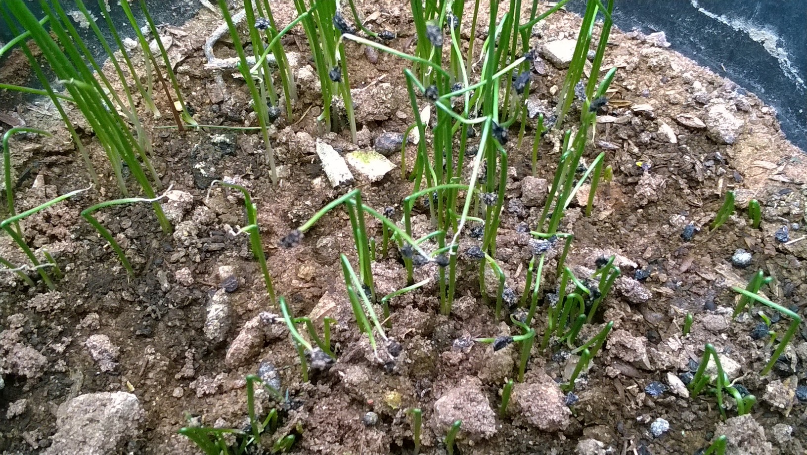 How to Grow Onions from Seeds