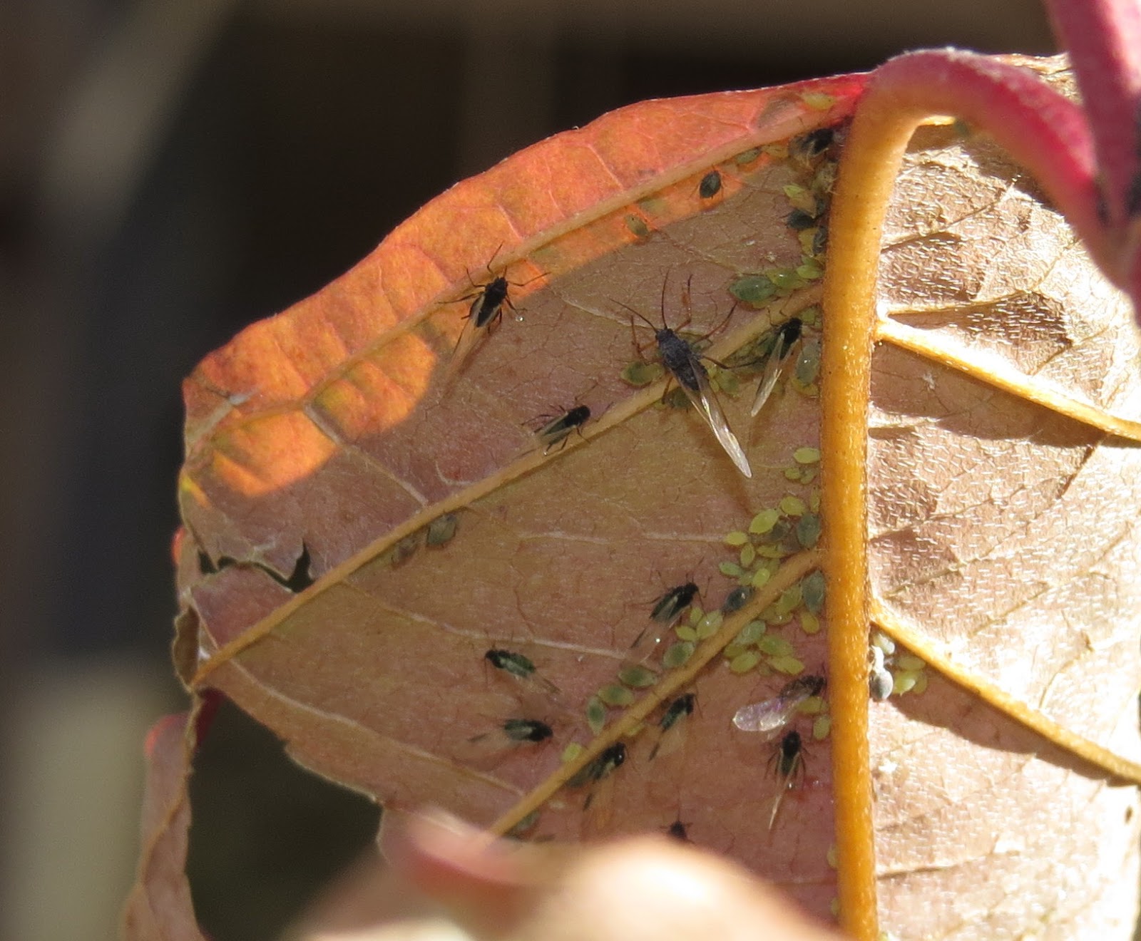 Bug Eric: In Praise of Aphids and Scales