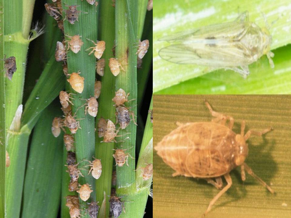 Bp3k Tersono Kabupaten Batang 2016