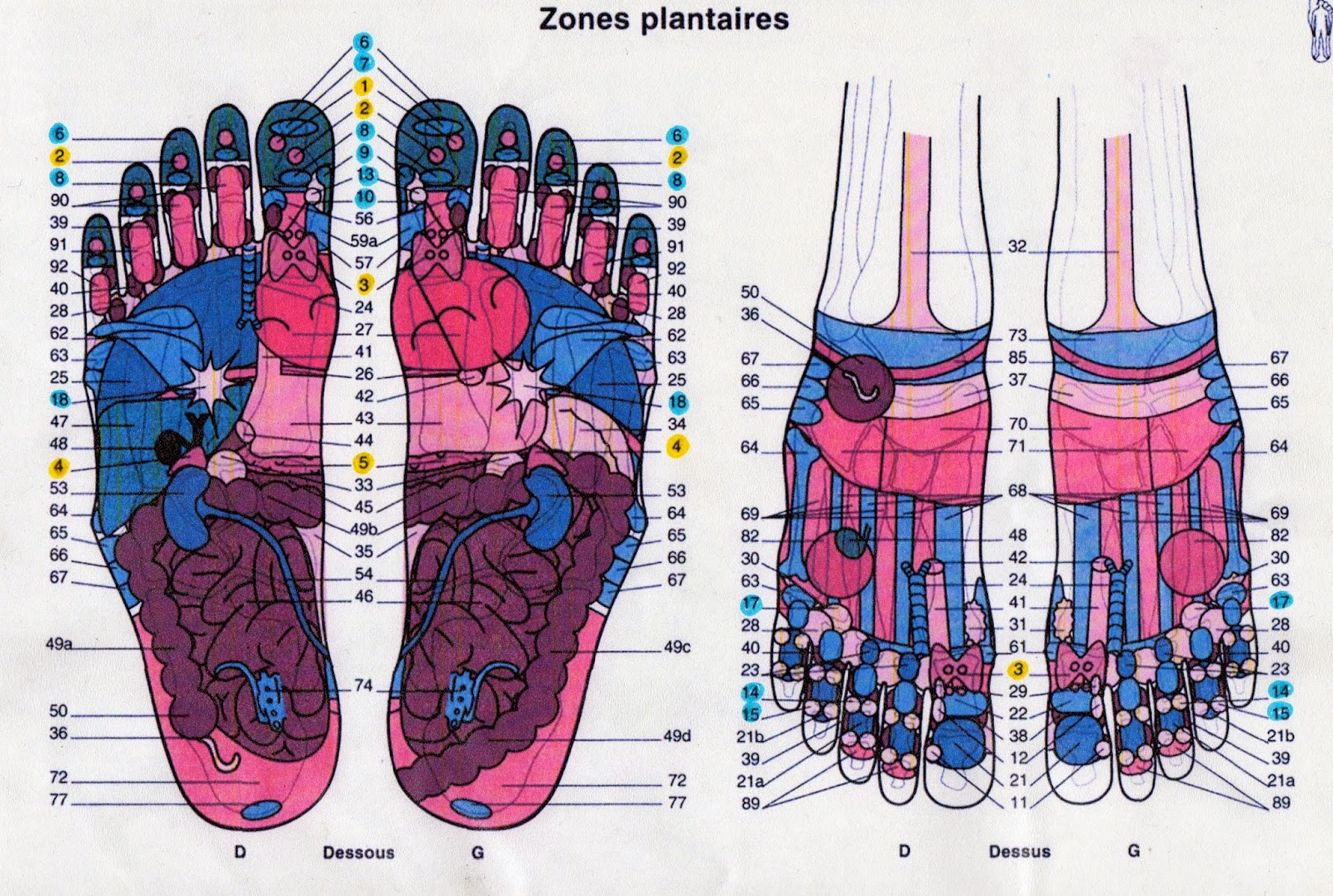 Modèle Original Page De Garde Reflexologie Plantaire Naturopathie Réflexologie plantaire Aix en Provence: Le pied - Planches