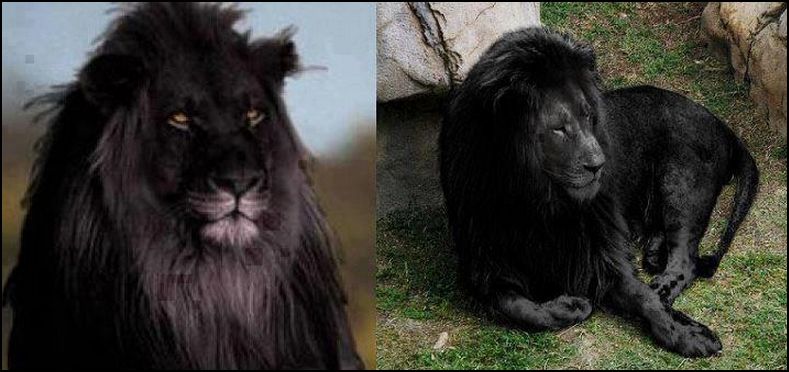 Adventures With Mel & Syd: Black Lion Facebook Hoax