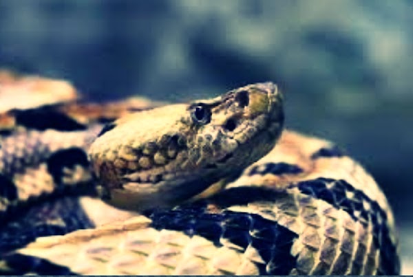 Ciri-Ciri Ular Ciri-Ciri Ular