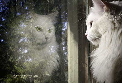 white cat reflection in window