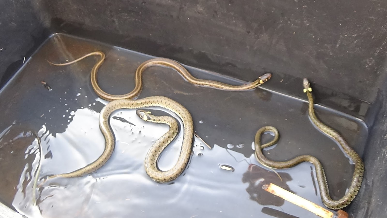 Bucketload of snakes!