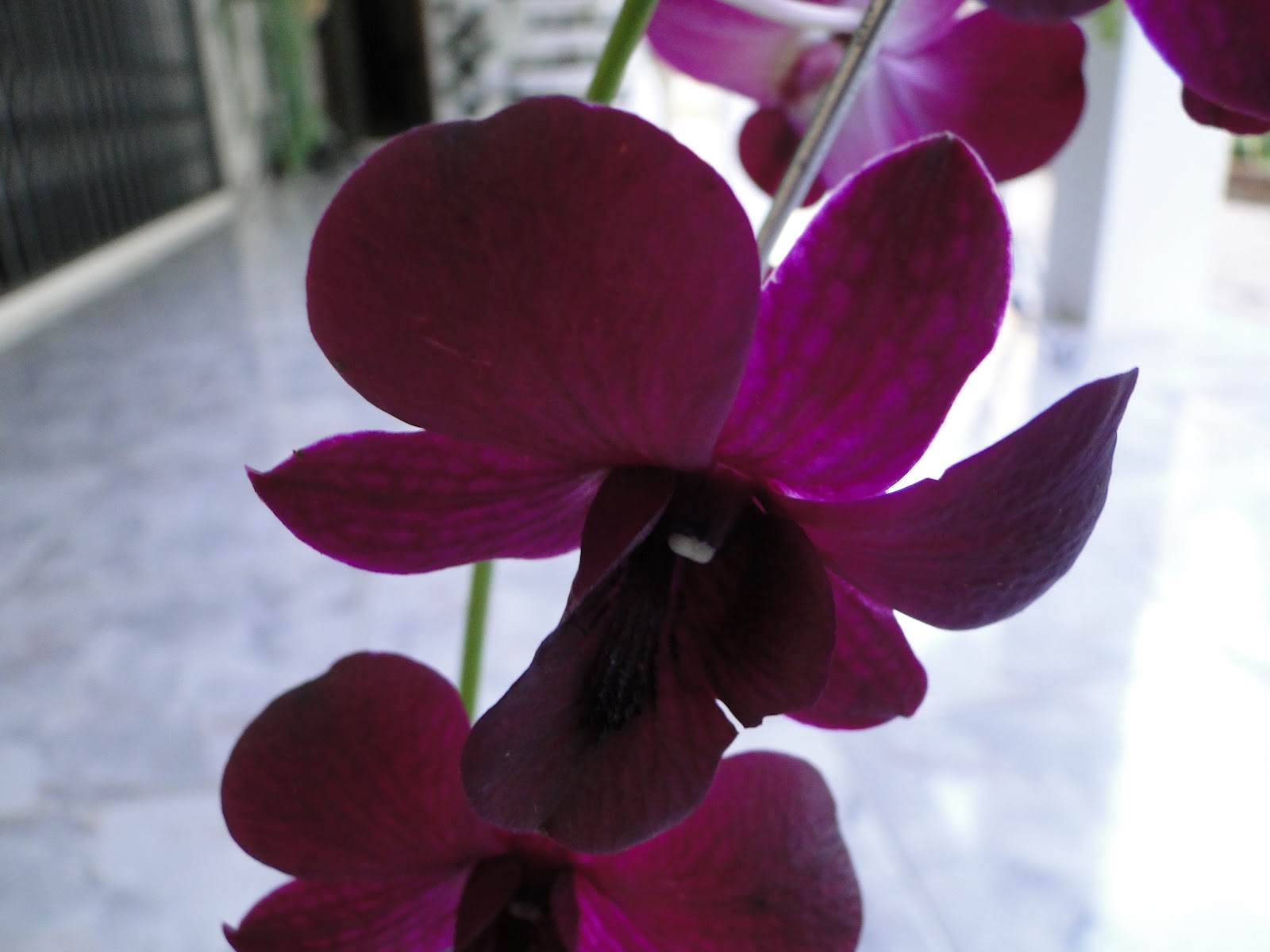 Planeta e Vida: A orquídea denfhal e a birita