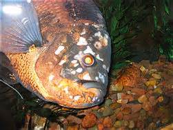 Awesome Oscar Cichlids Awesome Oscar Cichlids