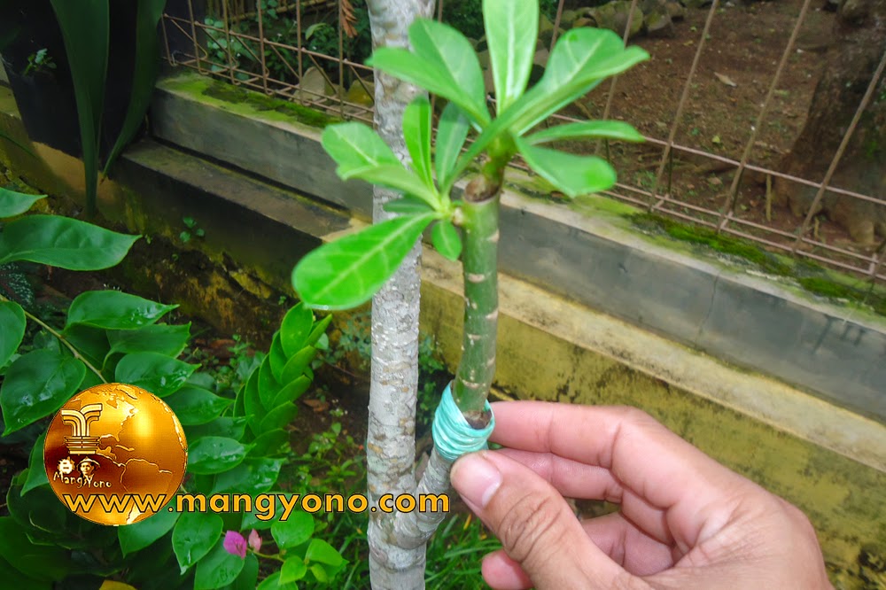 5 Jenis Tanaman Hias Dan Cara Perbanyakannya Berbagai Jenis Itu