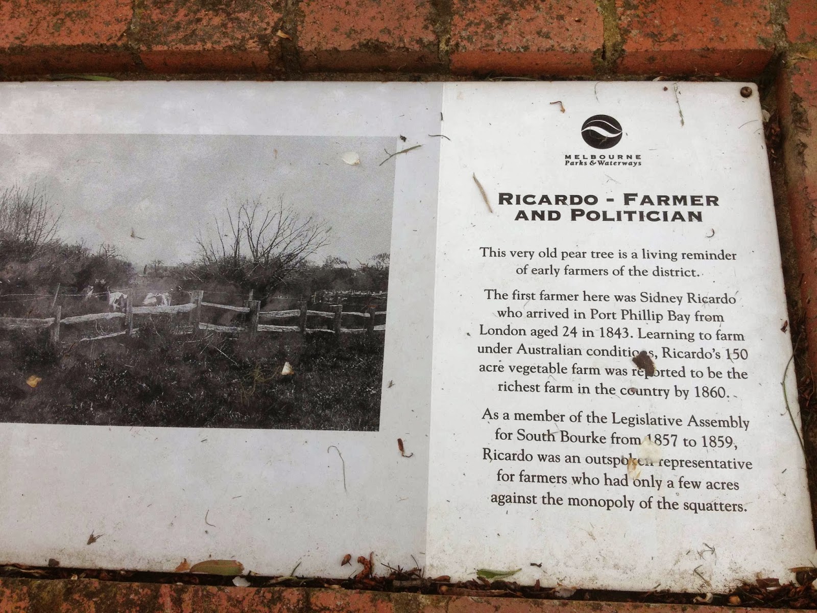 my dog a giant pear tree