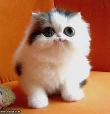 Jenis Kucing Merupakan Jenis Hewan Mamalia Merupakan Hewan