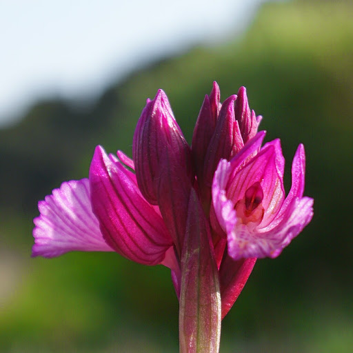 http://wild-flowers-of-europe.blogspot.nl/2014/10/orchis-papilionacea.html