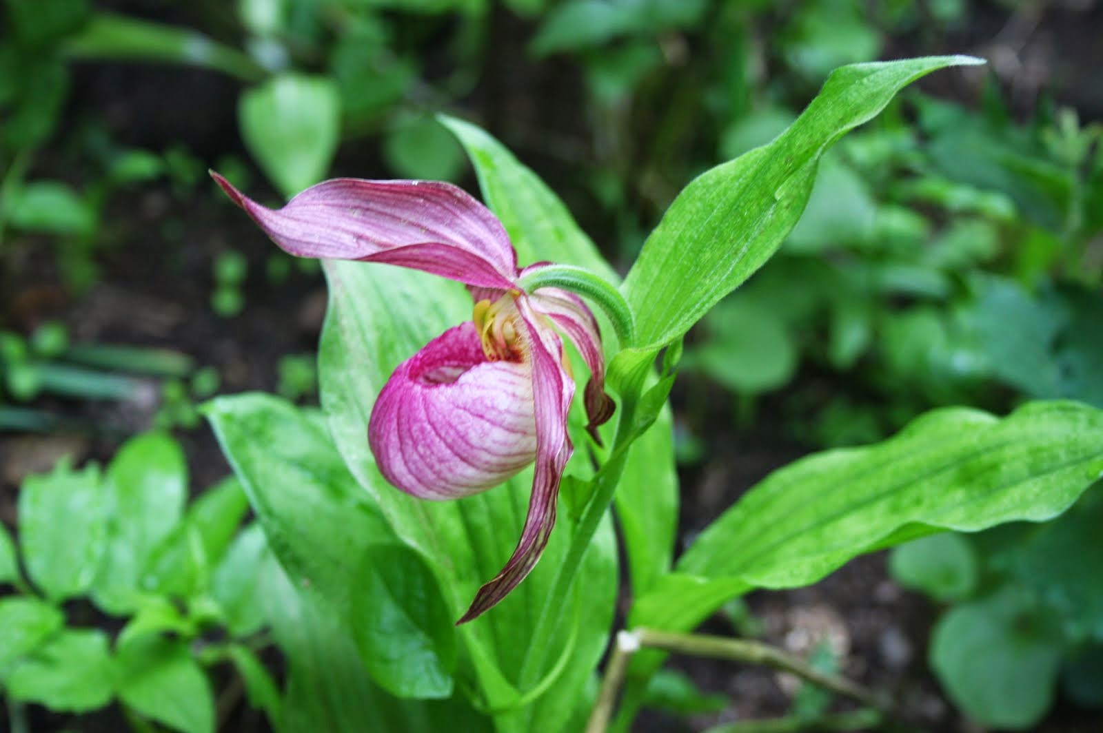 Cypripepedium 'Aki'